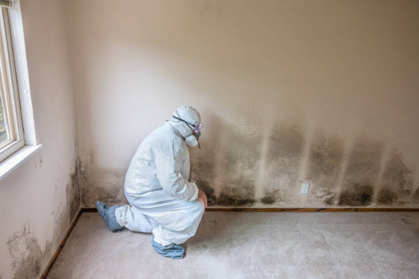 Mold Documentation for Insurance Claims in Rock Hill, NY